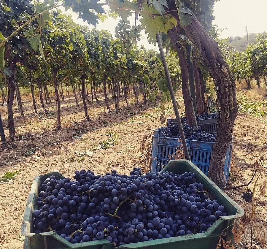 Жандармерия пази гроздето в Пазарджишко