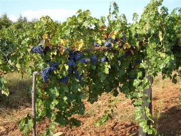 Лозари чакат гърци за гроздето си
