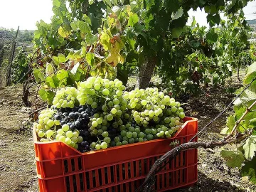 Гроздоберът подранява заради жегата