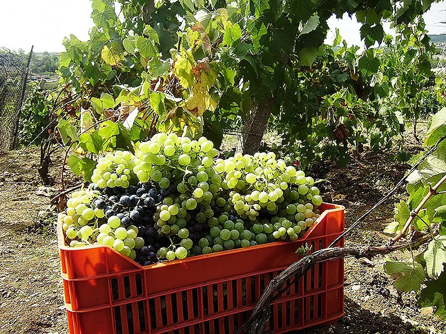 Гроздоберът подранява заради жегата