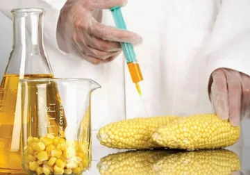 Вдигат глобите за вредни и ГМО храни