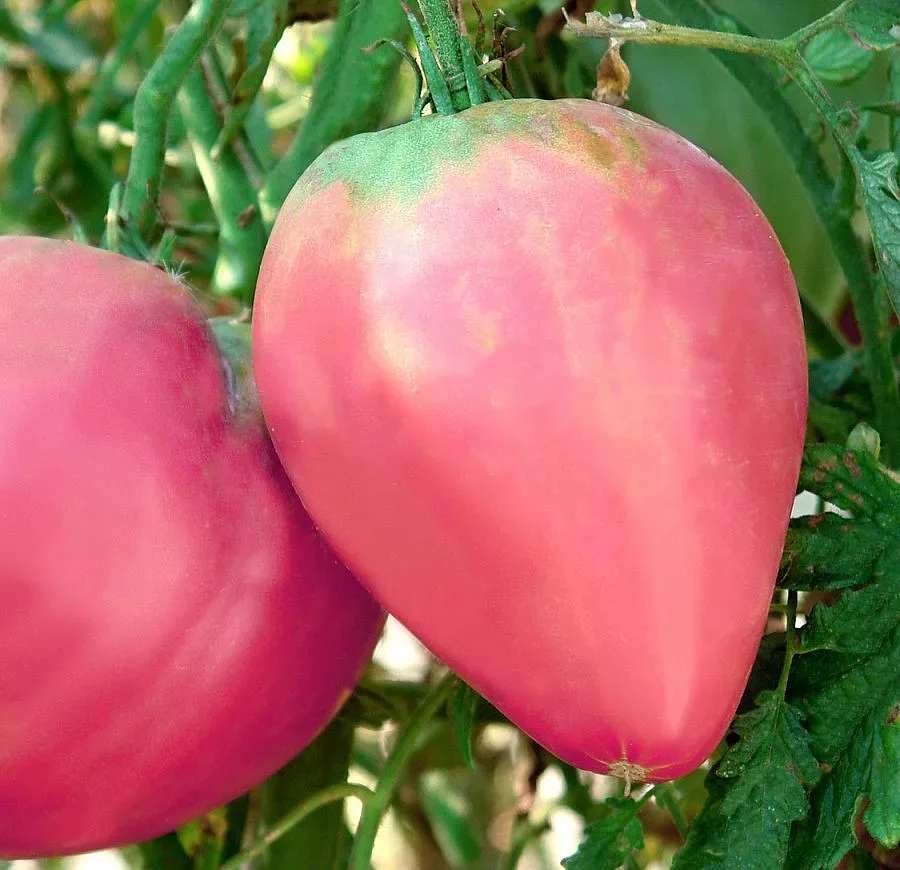 "Алено сърце" за по-вкусна салата