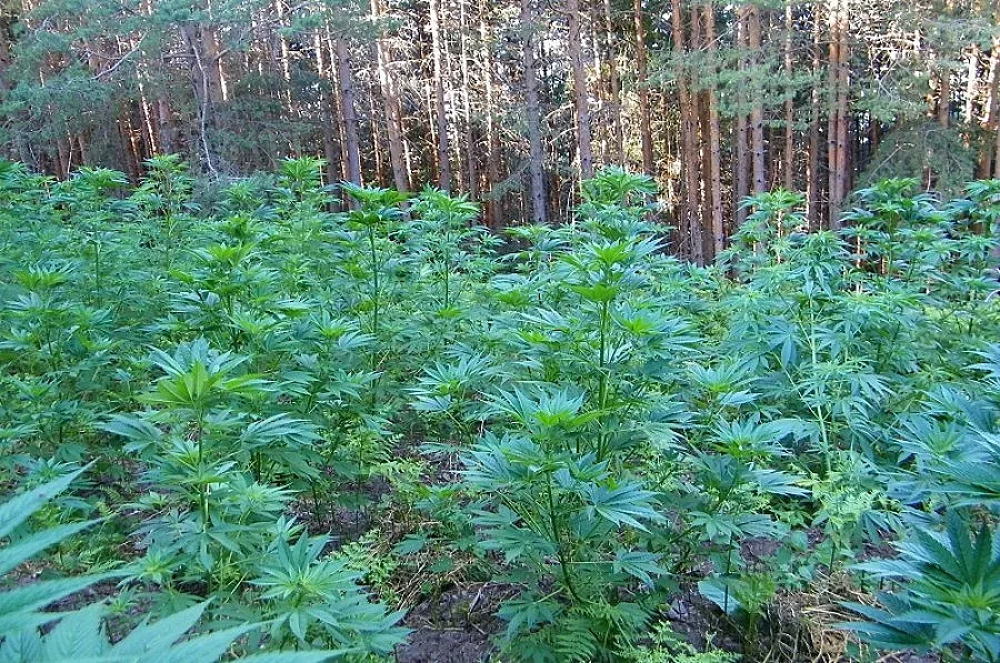 Унищожиха втора гора от канабис