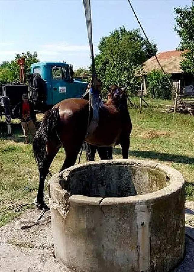 Пожарникари извадиха кон от кладенец