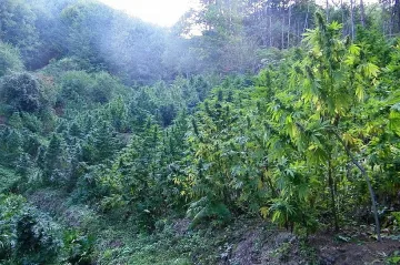 Гранирачи откриха и унищожиха  3 тона марихуана