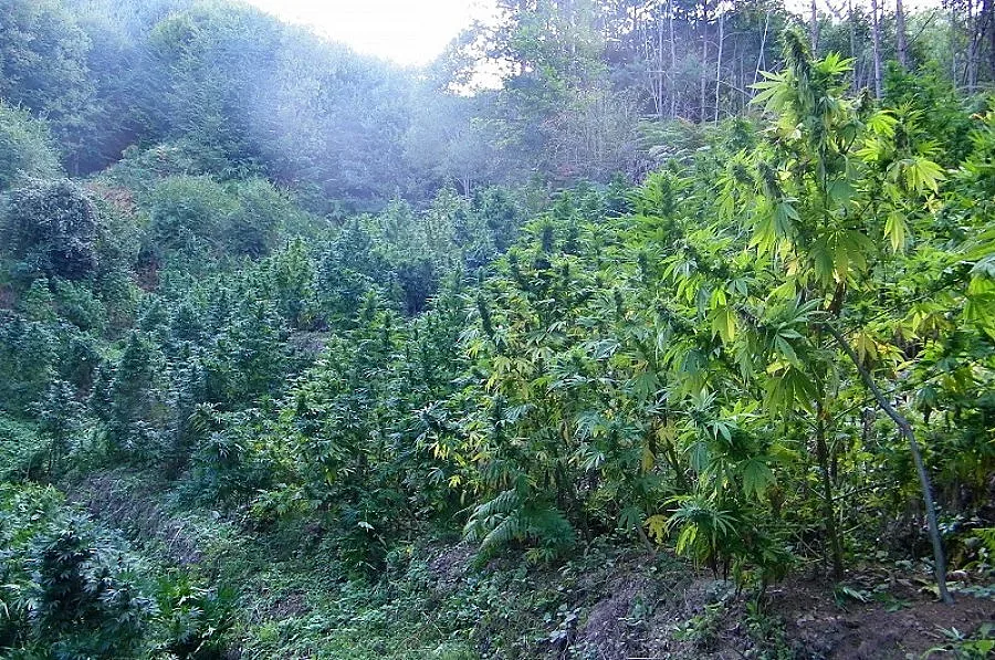 Гранирачи откриха и унищожиха  3 тона марихуана