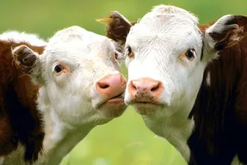 Определиха новите субсидии за животновъдите