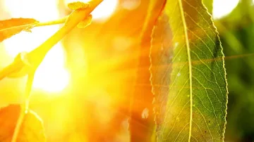 Мор! 41 градуса в Сандански