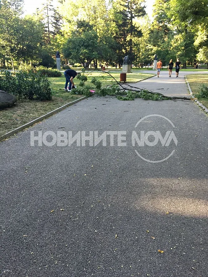 Клон падна върху майка с дете в Борисовата градина