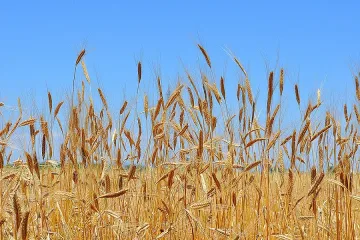 Плиткият Дунав спъва износа на зърно от Северозапада