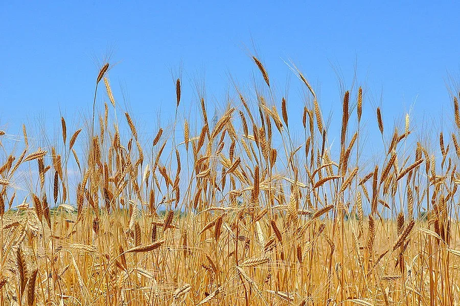 Плиткият Дунав спъва износа на зърно от Северозапада