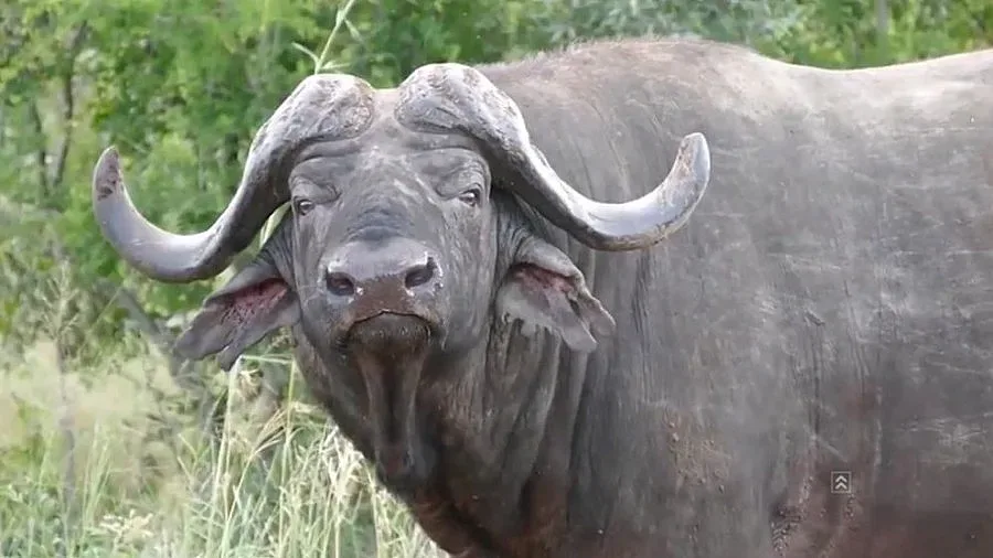 Бивол уби пастир край Пловдив