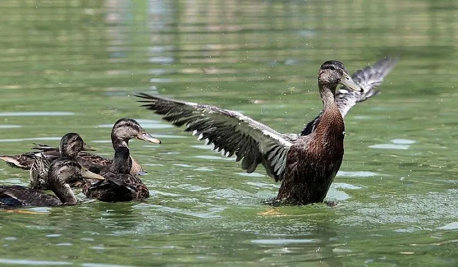 Шест патета ще живеят в Борисовата градина