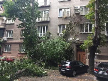 Буря и градушка обрулиха дървета в София