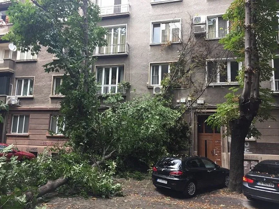 Буря и градушка обрулиха дървета в София