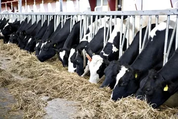 Дават от 20 лв. до 101 лв. за крава