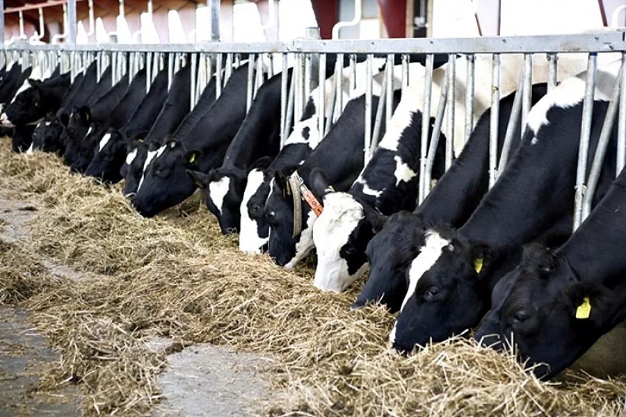 Дават от 20 лв. до 101 лв. за крава