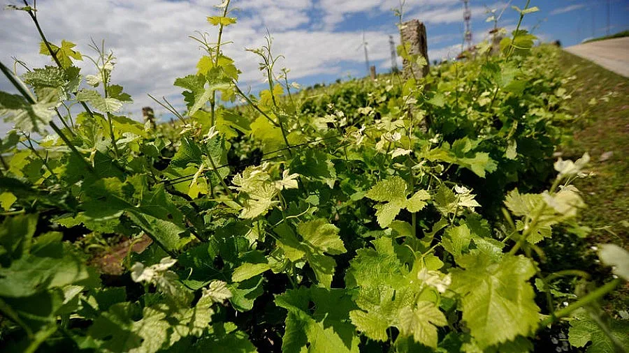 Стопани нащрек за болести по лозята
