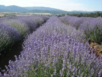 Трима в арест заради кражба на 2 тона лавандула