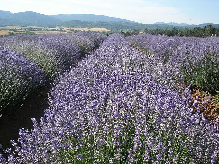 Трима в арест заради кражба на 2 тона лавандула