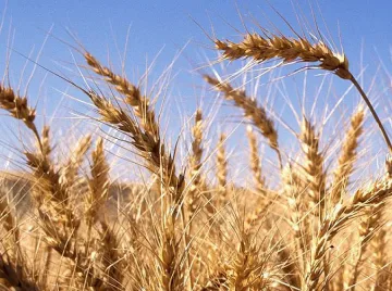 Необичайно високи добиви от зърно