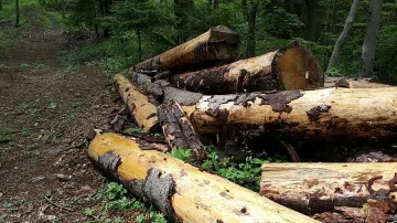 Спираха румънци в незаконна сеч на българска територия