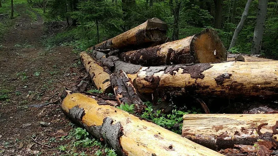Спираха румънци в незаконна сеч на българска територия
