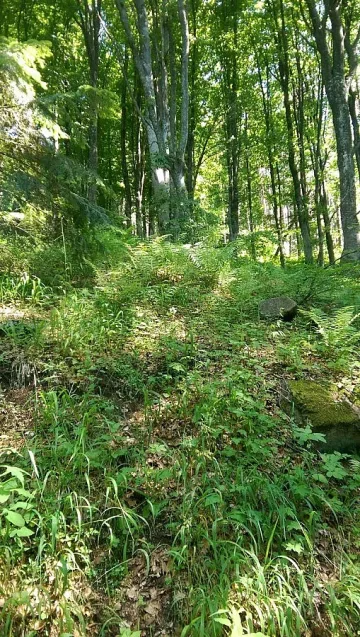 Въвеждат петъчен обход на горите