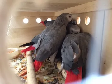 Търговията с папагали с нови правила