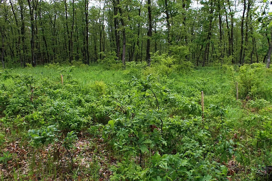 Заловиха нарушители, търсели трюфели