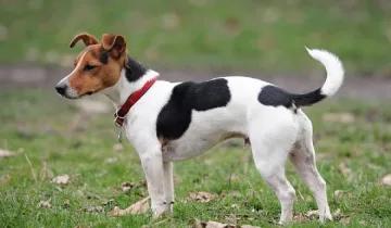 Почина простреляното куче на Катето Евро