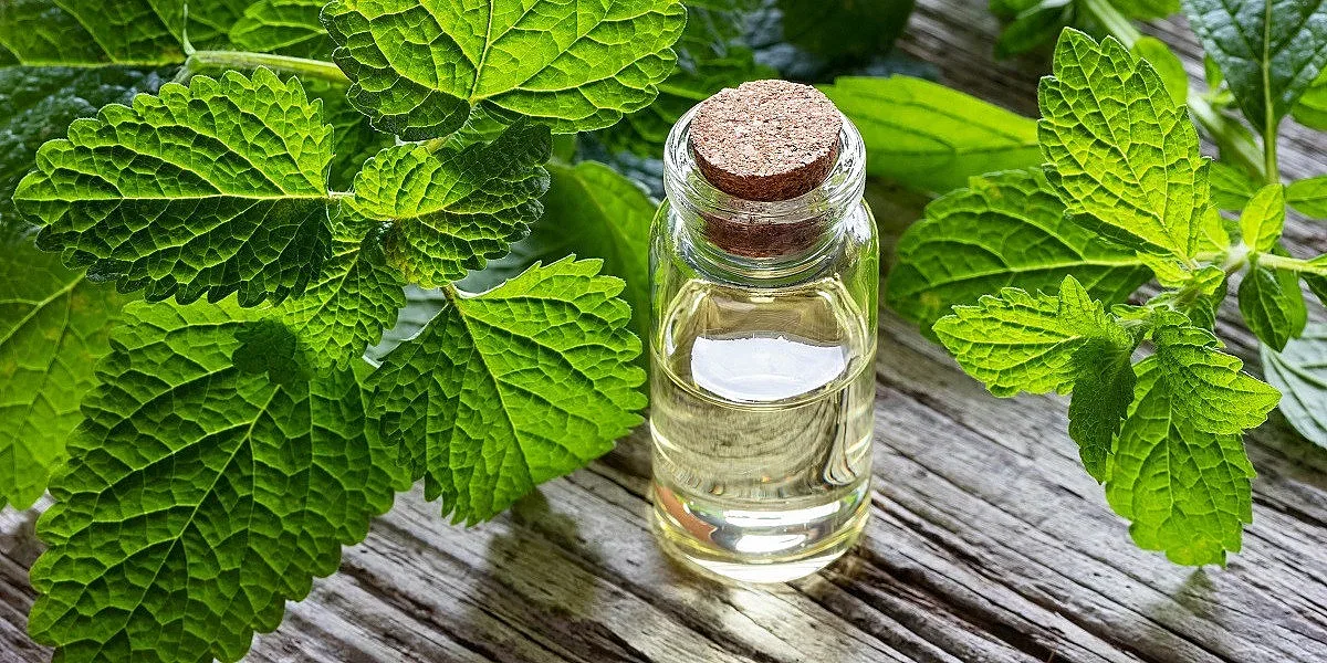 Една билка, която подценяваме, прави чудеса