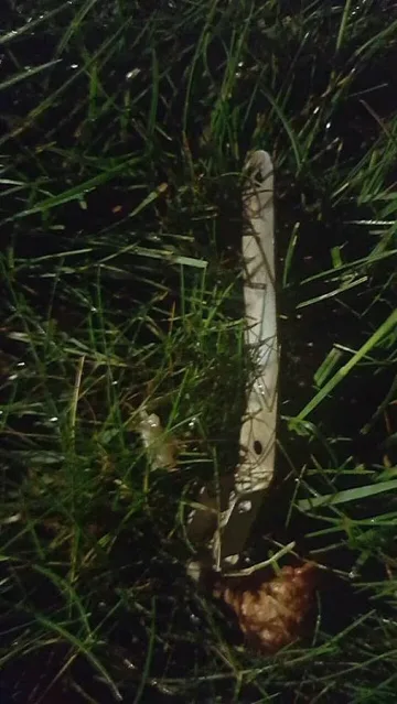 Атакуваха посолството на САЩ в Киев