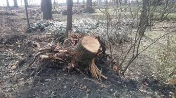 Избират най-добрия секач