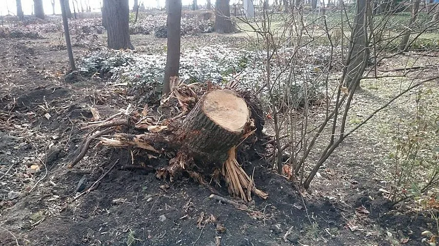 Избират най-добрия секач