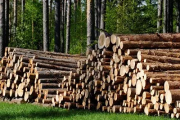 Сложиха „таван" на сечта в горите край с. Елешница