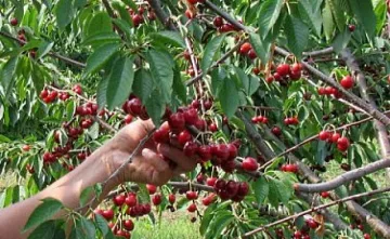 Роми вадят по 50 лева на ден от рози и череши