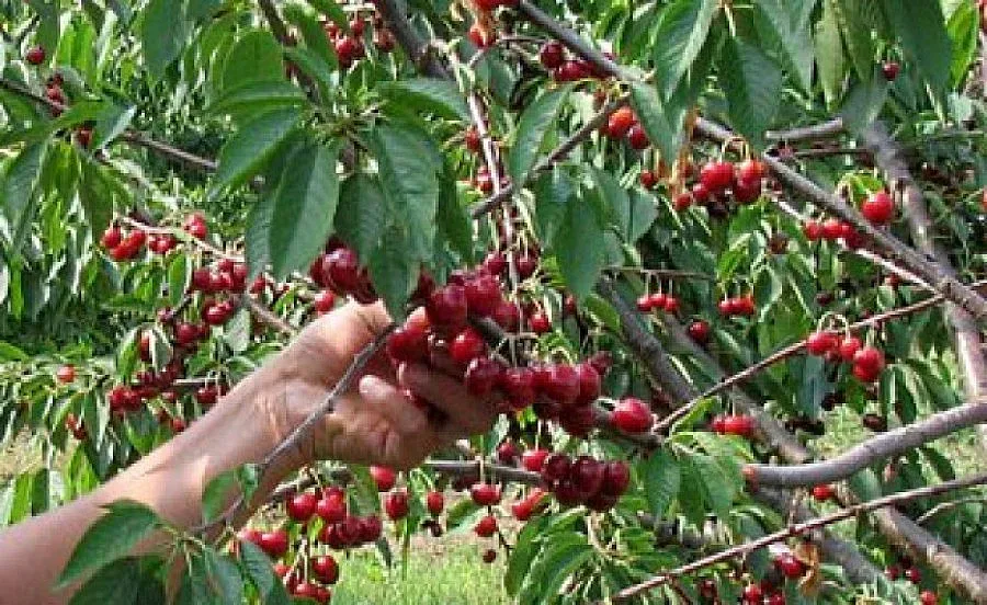 Роми вадят по 50 лева на ден от рози и череши