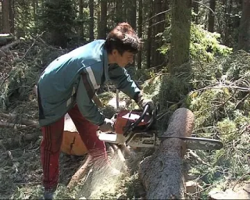 Стартираха масови проверки заради зачестилите нарушения в горите