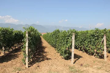 Стопани ще охраняват лозята си