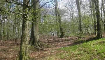 Горско нае сезонни работници да залесяват и следят за пожари