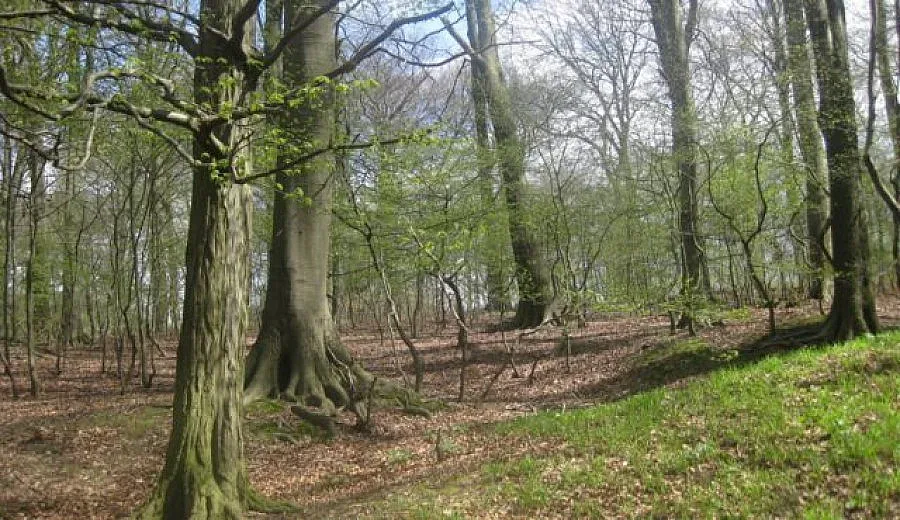 Горско нае сезонни работници да залесяват и следят за пожари