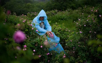 Цените на розовия цвят се сринаха