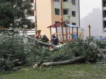 Топола се счупи и едва не уби дете