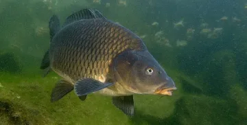 Зарибяват Дунав с 200 хиляди малки шарана