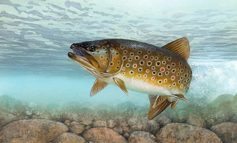 Село ще привлича туристи с улов на пъстърва