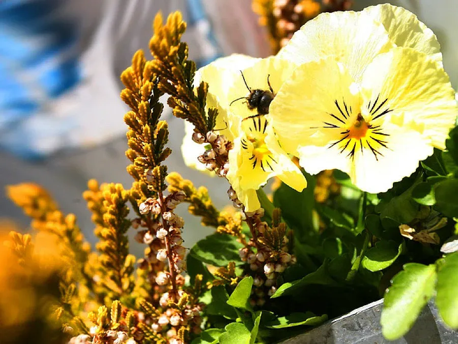 Слънчево утро и дъждовен следобед