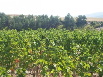 Мъж отряза с резачка лозите на 10 стопани