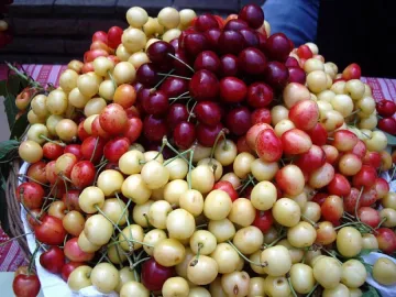 Черешите в Кюстендил по 6 лв килото