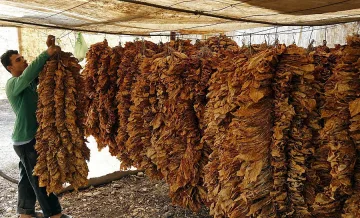 Фонд „Земеделие" изплати над 89 млн. лева за тютюн